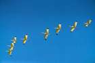 USA-Louisiana-Evangeline Parish White ibis birds in flight Art Print